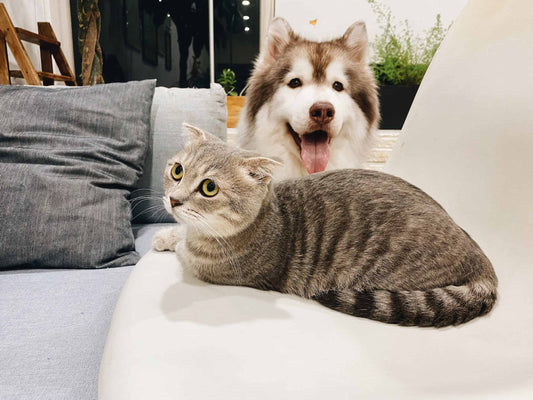 Why Buying Quality Pet Products Matters for Your Beloved Pets