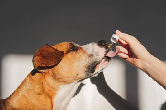 How the Right Pet Products Can Improve Your Pet’s Life