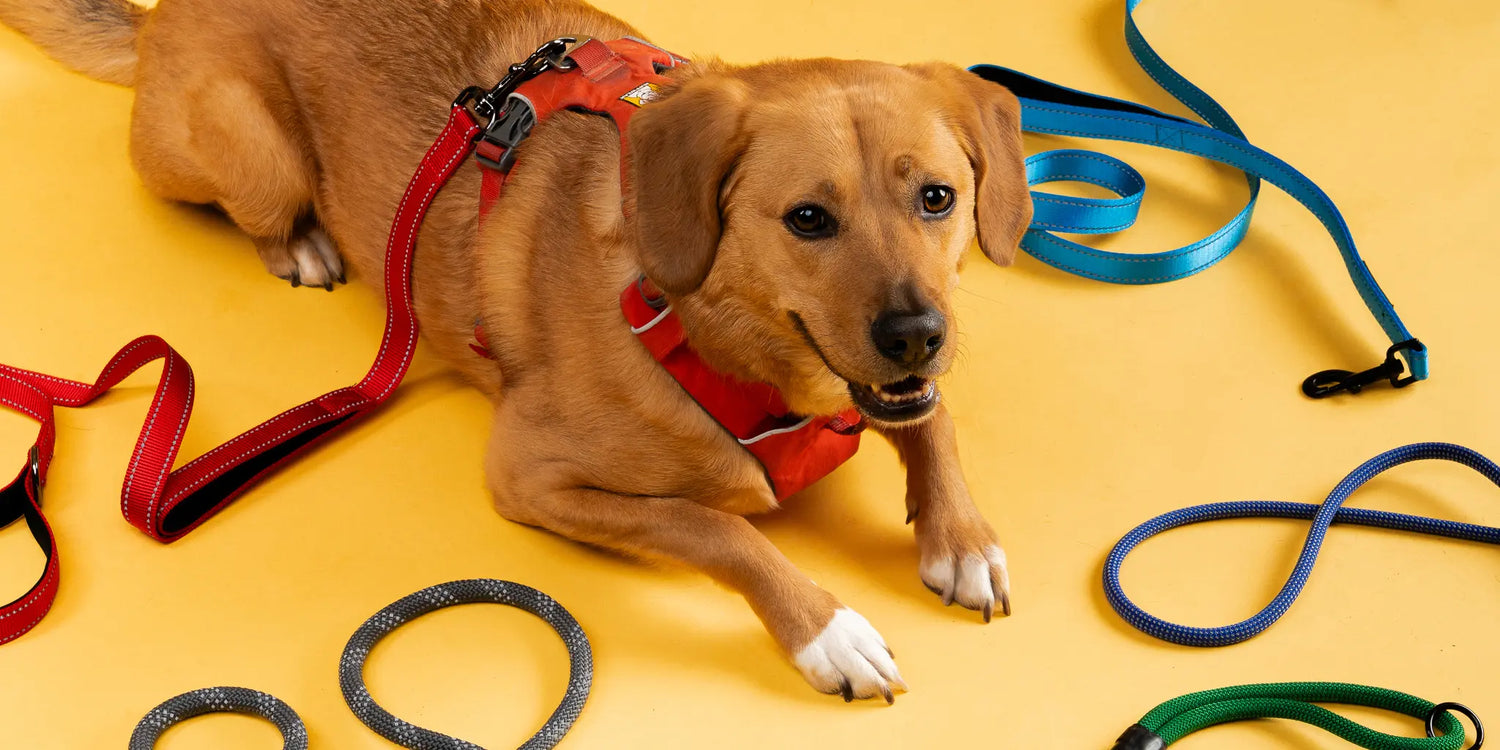 Pet Harness & Leash