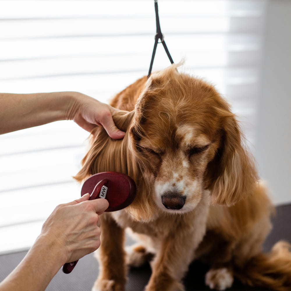 Pet Grooming Supplies